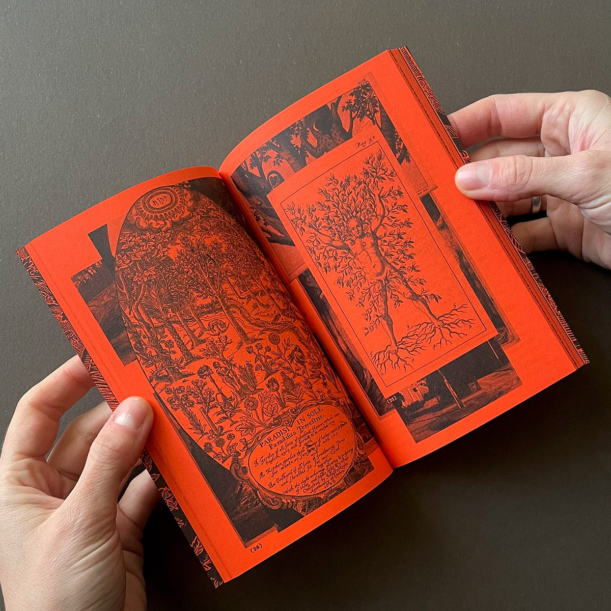 A Tree, A Reader on Arboreal Kinship