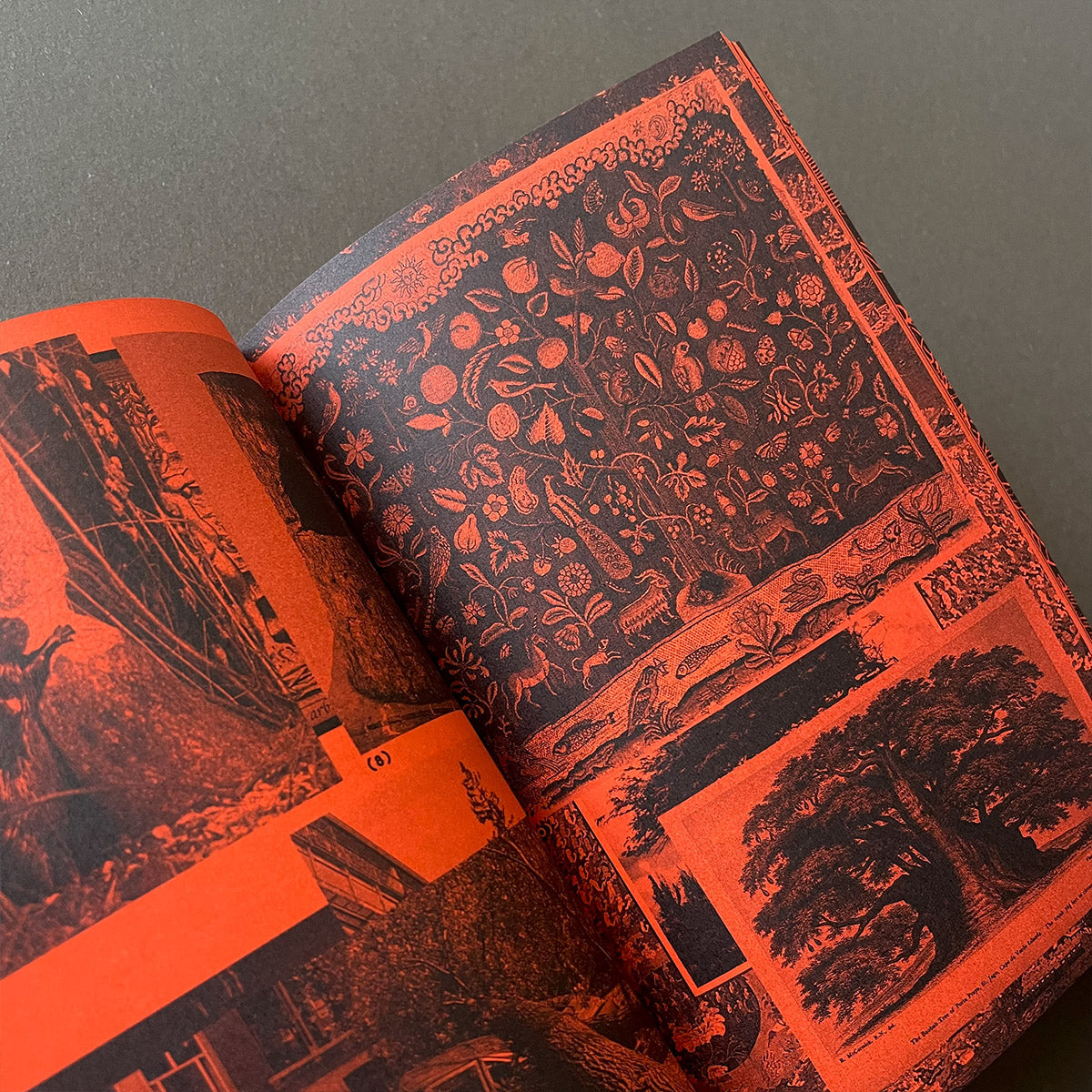 A Tree, A Reader on Arboreal Kinship