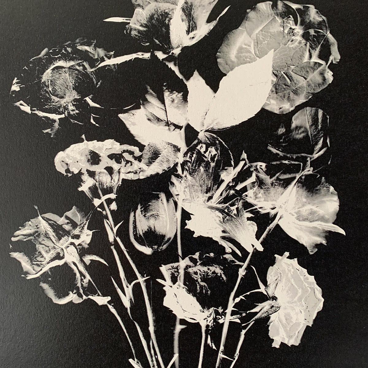 Black and white photograph of wilted flowers on a black background