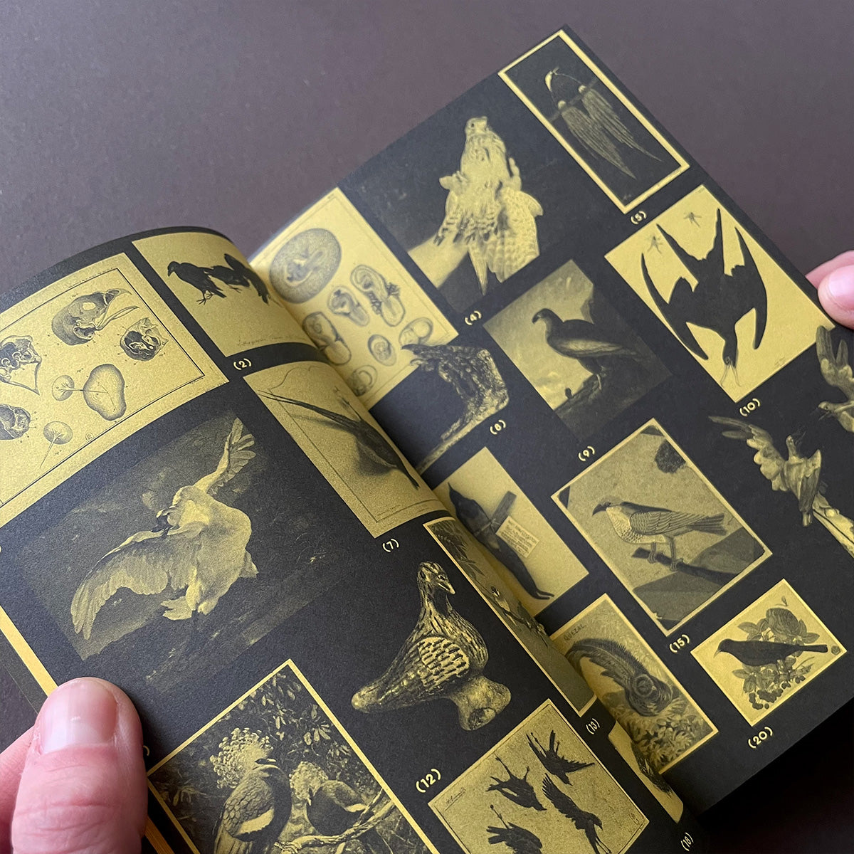 With a Bird, A Reader on Avian Kinship - Onomatopee - Haus Nostromo